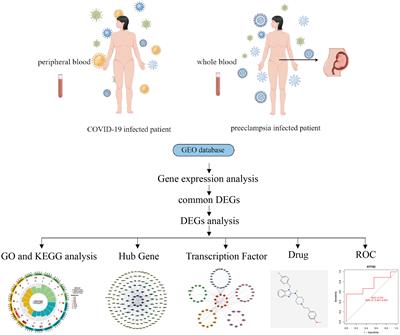 Gene crosstalk between COVID-19 and preeclampsia revealed by blood transcriptome analysis
